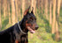 Chain Choke Collar for Dogs, 26 in, 4 mm Training Tool