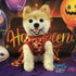 ANIAC Halloween Puppy Dress for Small Dogs, Pumpkin Ghost Cat Costumes with Orange Bow Tie (Large, Orange)