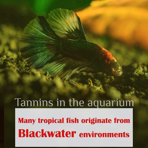 Premium Indian Almond Leaves, Aquarium Decorations, 50g Pack (20-25 Leaves), Rich in Tannin for Shrimp & Betta