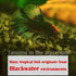 Premium Indian Almond Leaves, Aquarium Decorations, 50g Pack (20-25 Leaves), Rich in Tannin for Shrimp & Betta