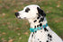 Floral Dog Collars - Adjustable Nylon Collar with Quick Release Buckle for Female & Male Dogs, Green, Medium