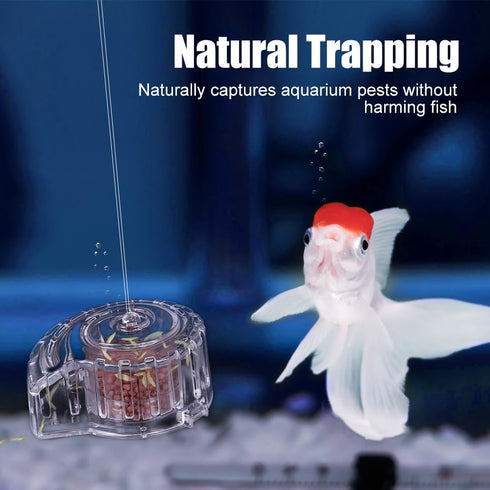 MiOYOOW Planaria Trap, Transparent Planaria Catcher for Aquarium Fish Tank Planaria Leech Small Snail