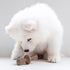 Benebone Puppy 2-Pack Maplestick/Zaggler Durable Dog Chew Toys for Gentle Chewers, Tiny, Made in USA