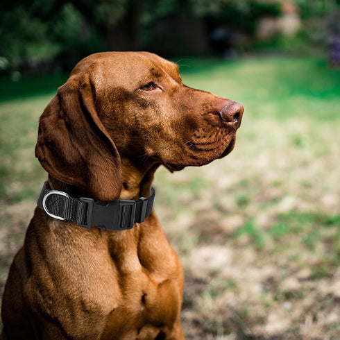4 Pack Nylon Dog Collars, Classic Adjustable Pet Dog Collar for Small, Medium and Large Dogs, M(Black, Blue, Red, Purple)