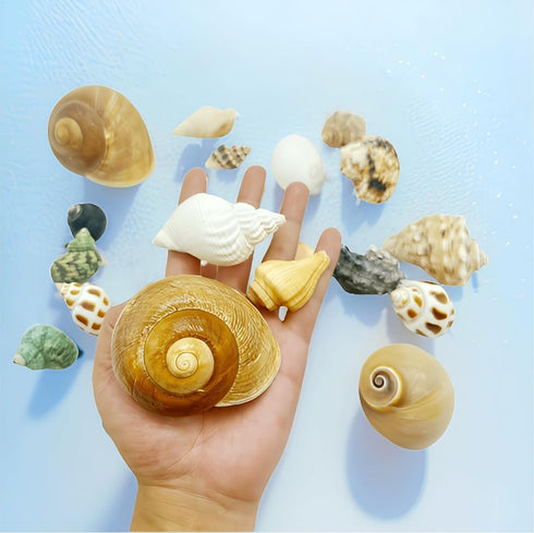SINGEWOW 16PCS 1.6"-3.3" (16Pcs Natural Sea Conch Hermit Crab Shells,Growth Turbo for Large to Medium and Small