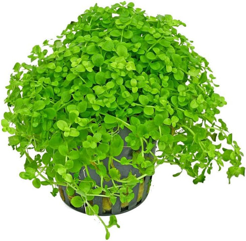1/3/5 Potted Monte Carlo (Micranthemum Tweediei) Freshwater Plants by Shore Aquatic -