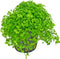 1/3/5 Potted Monte Carlo (Micranthemum Tweediei) Freshwater Plants by Shore Aquatic -