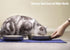 Stainless Steel Cat Bowls - Whisker Fatigue Relief Cat Food Dish, Metal Shallow Wide Plate for Pets