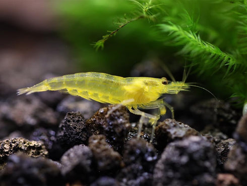 100% (3 Aquatic Arts Lemon Yellow Amano Shrimp Live Freshwater Algae-Eater (Caridina multidentata) | Hardy & Tank-Bred