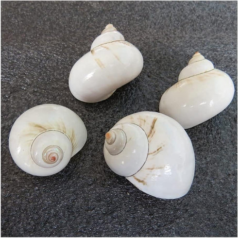 UHRLGHS 3-6cm 2pc Conch Shell Hermit Crab Replacement Shell Home Decoration Ornaments Fish Tank Aquarium Landscaping