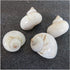 UHRLGHS 3-6cm 2pc Conch Shell Hermit Crab Replacement Shell Home Decoration Ornaments Fish Tank Aquarium Landscaping