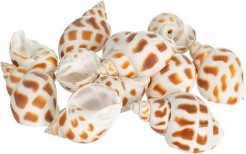 Hermit Crab Shells | Turbo Shells | 12 Babylonia Aerolata Turbo Shells