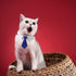 Dog Collar with Soft Polyester Bow Tie, Metal Buckle for Medium, Large & Small Dogs, Blue/White
