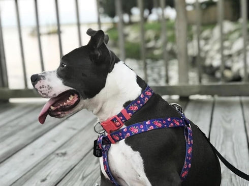 Blueberry Pet Adjustable Dog Collar, Irish Blue Rose Print, X-Small, Neck 8"-11"