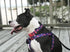 Blueberry Pet Adjustable Dog Collar, Irish Blue Rose Print, X-Small, Neck 8"-11"