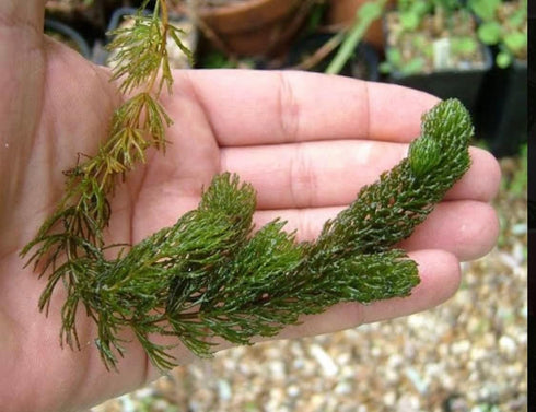 2 1 Marcus Fish Tanks Hornwort Coontail Ceratophyllum Easy Live Aquarium Plant Oxygenating Pond Plant Buy GET Extra