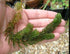 2 1 Marcus Fish Tanks Hornwort Coontail Ceratophyllum Easy Live Aquarium Plant Oxygenating Pond Plant Buy GET Extra