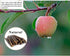 William Craft Apple Sticks - Pet Chew Toys Treats for Chinchilla, Guinea Pigs, Rabbits, Squirrel, Hamster, Bunny
