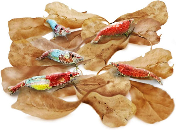 SunGrow 50 Pcs Mini Catappa Indian Almond Leaves for Shrimp Aquariums, Lowers pH and Pet Stress