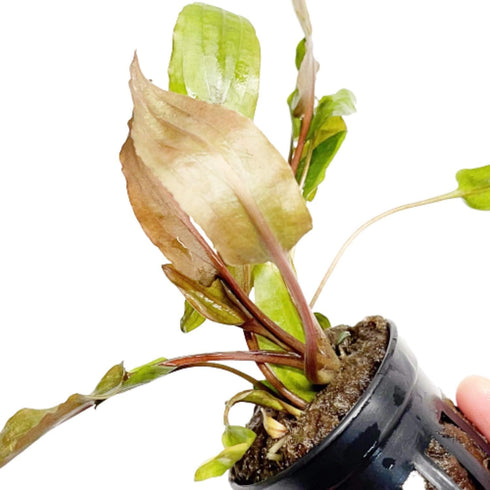 PLANTEREST BUY2GET1FREE Cryptocoryne Wendtii Red Potted Live Aquarium Plant Tropical Freshwater Decorations