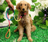 yueton Rainbow Pet Dog Nylon Leash Adjustable Loop Slip Lead Rope