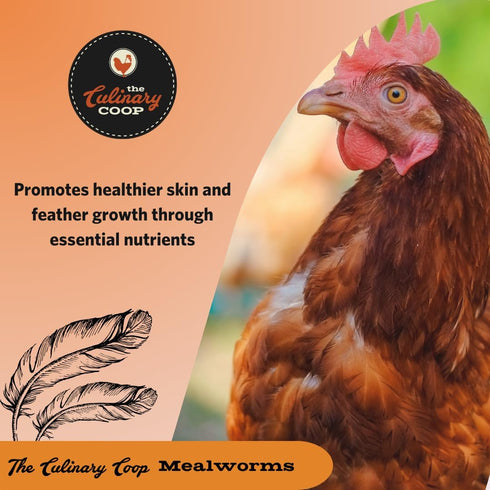 Fluker's Culinary Coop Premium Chicken Treats - Mealworms 3.5 oz, High Protein Nutritious Treat