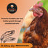 Fluker's Culinary Coop Premium Chicken Treats - Mealworms 3.5 oz, High Protein Nutritious Treat