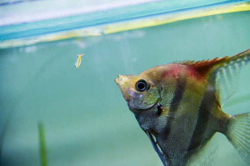 4 Freshwater Fairy Shirmp Eggs - for Hatching,High Protein Live Fish Food for Newborn Fry, Betta Fish, and Other