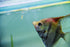 4 Freshwater Fairy Shirmp Eggs - for Hatching,High Protein Live Fish Food for Newborn Fry, Betta Fish, and Other