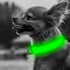 BSEEN Adjustable LED Dog & Cat Collar - Green, Rechargeable, Small Breeds, 8.5-11.8 inches, Lightweight, Reflective, 2