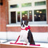Unique Style Paws Cotton Dog Collar with Bow, Red White Round Dot for Small Medium Large Boys Girls