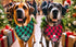 Generic 4 Pack- Set 2 2 MIANOOMAG Dog Christmas Bandanas Large Classic Triangle Merry Christmas Printing Plaid Fall Pet