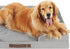 Friends Forever Orthopedic Dog Bed, Bolster Dog Couch with Memory Foam and Removable Washable Cover, Ally Grey,