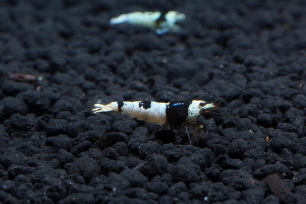 Crystal Black Shrimp SS Grade - Live Freshwater Aquarium Shrimp - 1/4