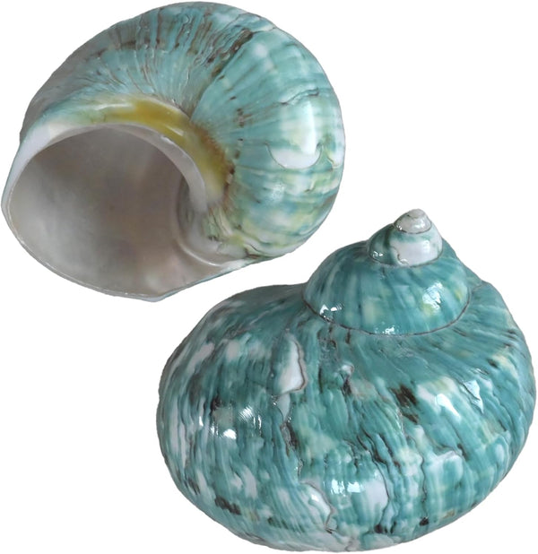 iao.v.p 2pcs Large Hermit Crab Shells, XXL Size Opening 1.9-2.2" Big Hermit Crab