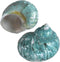 iao.v.p 2pcs Large Hermit Crab Shells, XXL Size Opening 1.9-2.2" Big Hermit Crab