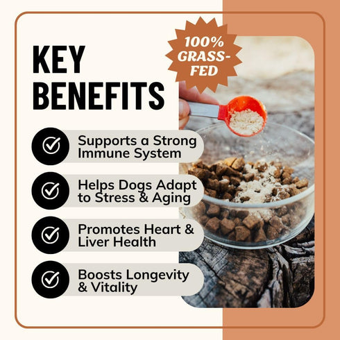 Immune 60 Fido's Longevity Bone Broth for Dogs - Turkey Tail + Maitake Mushroom - Grass-Fed Beef Bone Broth Powder