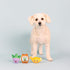 Fringe Studio Plush Dog Toy Set, Just Add Water, Small 3 Piece Set, Pet Shop Collection
