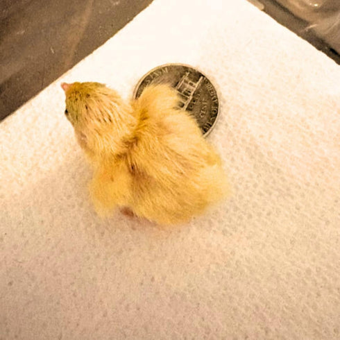 (24, Undique Button Quail Eggs for Hatching - Chinese and King Button Quail, Silver, Dark V, hens Choice Mix Button)