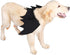 Rypet Dog Bat Costume - Halloween Pet Costume with Bat Wings for Party, M