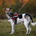 Service Dog Vest Harness and Leash Set, Animire in Training Dog Harness with 10 Patches, Reflective Leash with Soft