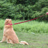 Hyhug Pets Premium Upgraded Adjustable Between 4 Feet and 6 Feet Leash with Durable Nylon and Super Soft Neoprene lined Handle for Young Dogs Daily Use. (Small Adjustable 6 Feet, Rose Red Pink)
