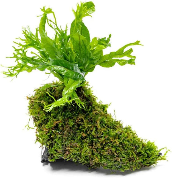 SubstrateSource Live Aquarium Plants on Driftwood - Java Fern Windelov with Moss