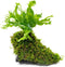 SubstrateSource Live Aquarium Plants on Driftwood - Java Fern Windelov with Moss