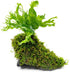 SubstrateSource Live Aquarium Plants on Driftwood - Java Fern Windelov with Moss