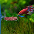 Aquarium Glass Feeder, Shrimp Feeding Dish, Round Clear Fish Tank Food Tray Container with Suction Cup, 65mm