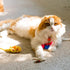 pawstrip Rabbit Fur Cat Toys, Interactive Mouse with Rattle, 12Pcs Realistic Squeaky Cat Toys