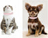 Crown Bling Small Dog Collar for Female Dogs, Cute Rhinestone Dazzling Crystal Diamond for XXS XS Small Medium Large
