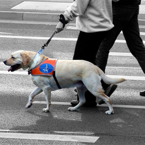 Short Dog Leash - 18 Inch Rope Traffic Lead with Padded Handle, 1/2” Strong Nylon Tab for Medium Large Dogs (Blue-1.5