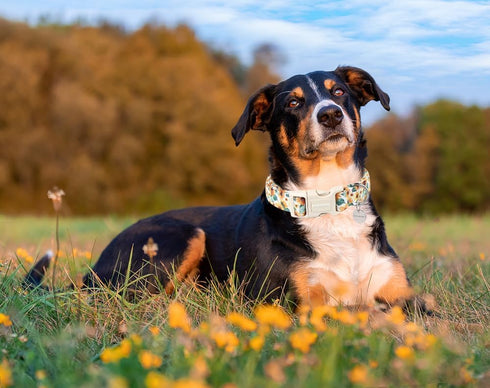 DOGWONG Female Cotton Dog Collar, Durable Soft Sunflower Design, Cute Summer Necklace for Small Medium Large Dogs